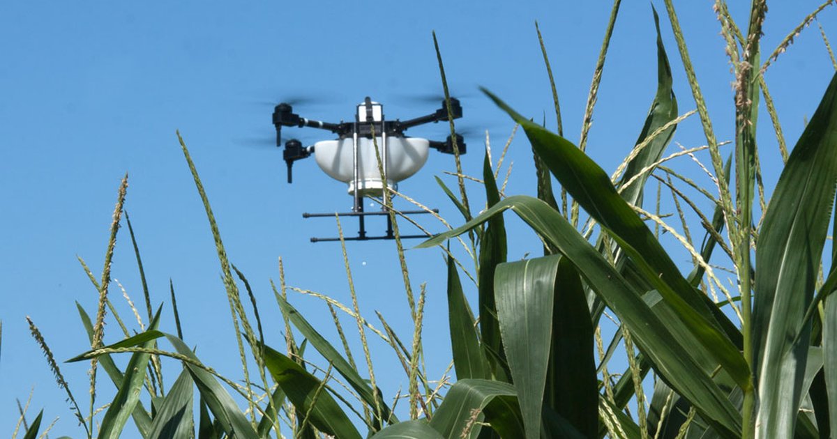 Agrardrohne fliegt über Maisfeld zur Ausbringung von Trichogramma